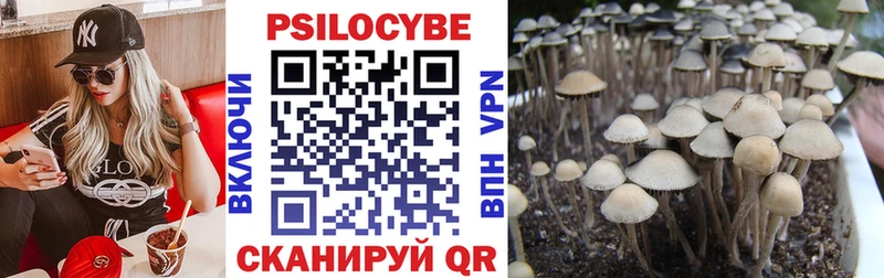 сколько стоит  Кизляр  Псилоцибиновые грибы Psilocybe 